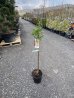 Prunus Dulcis, Mandľovník ´GUARA´, kont. C10L, výška: 110-120 cm (-2°C)